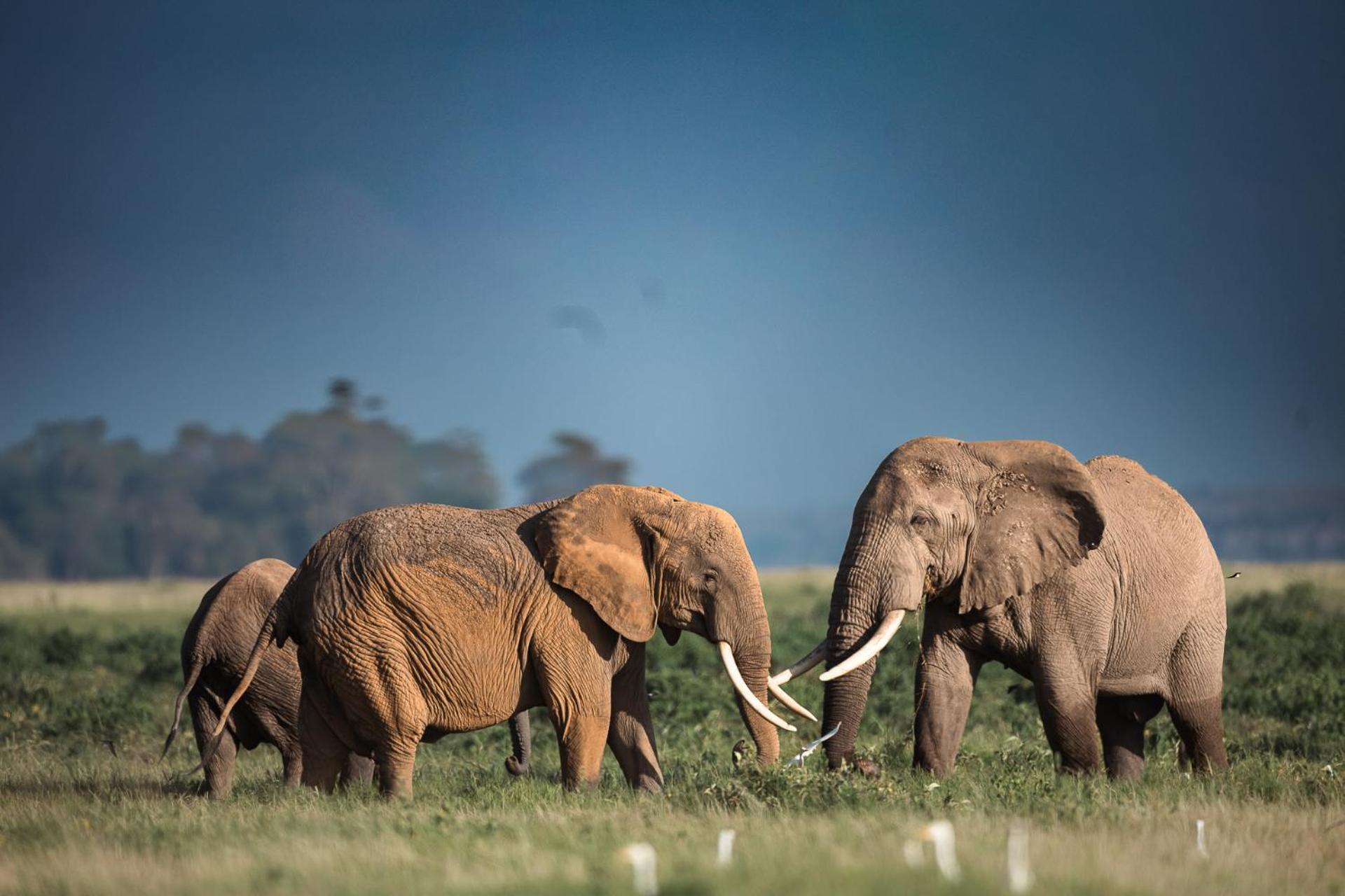 Amboseli Glass House Oloitokitok Exteriér fotografie