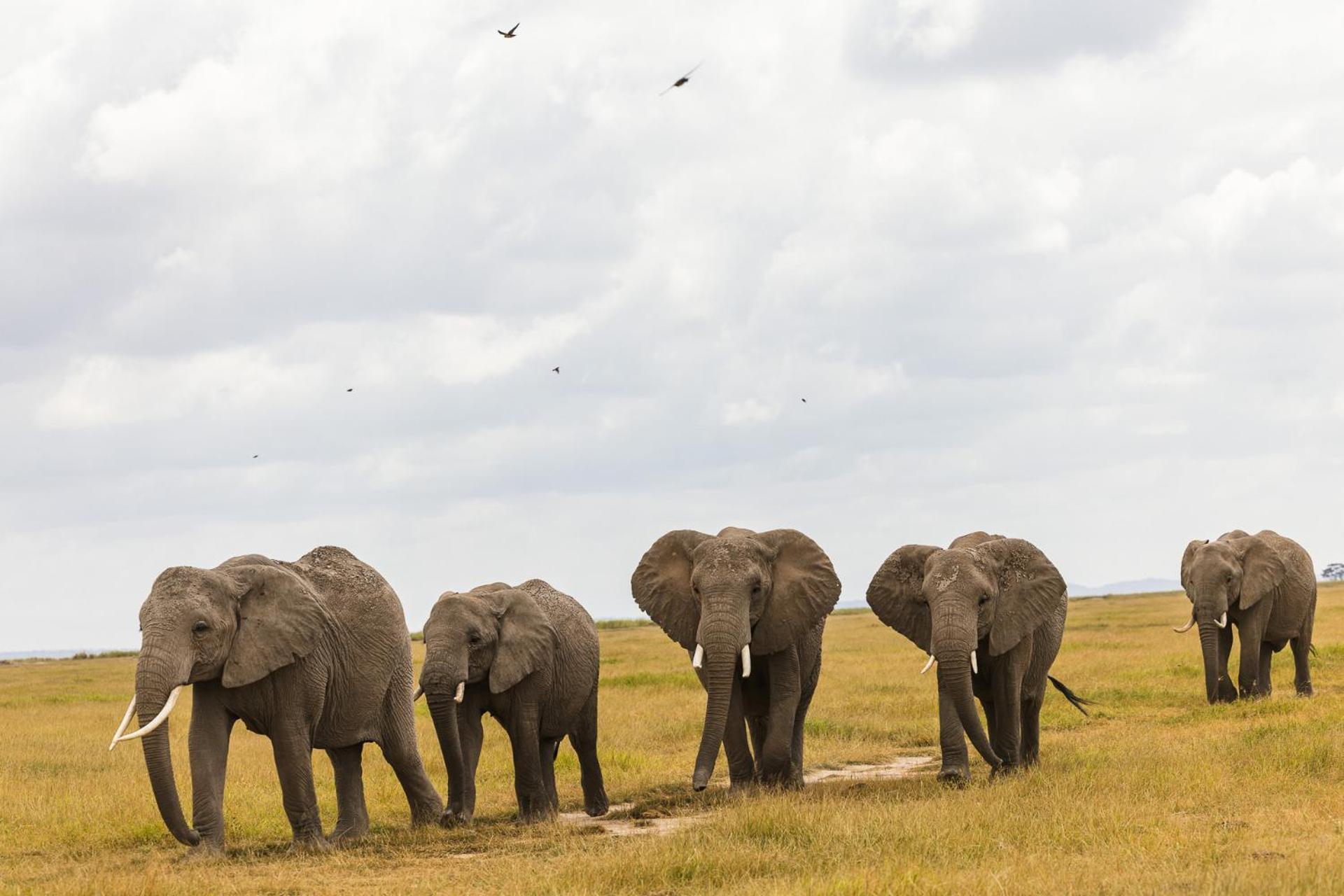 Amboseli Glass House Oloitokitok Exteriér fotografie